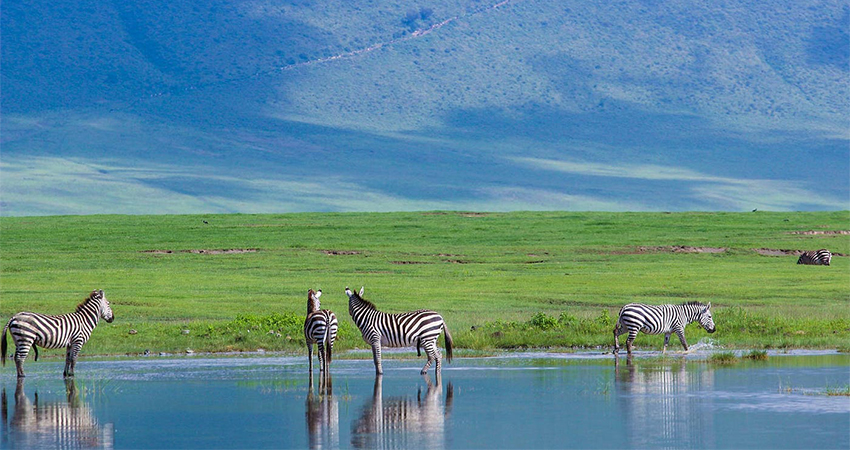 Nairobi, Amboseli, Masai Mara, Serengeti, Ngoro ngoro, Manyara, Arusha