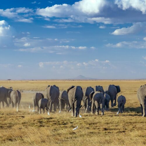 5 Days: Icons of Kenya Mount Kilimanjaro Peaks & Maasai Mara Plains