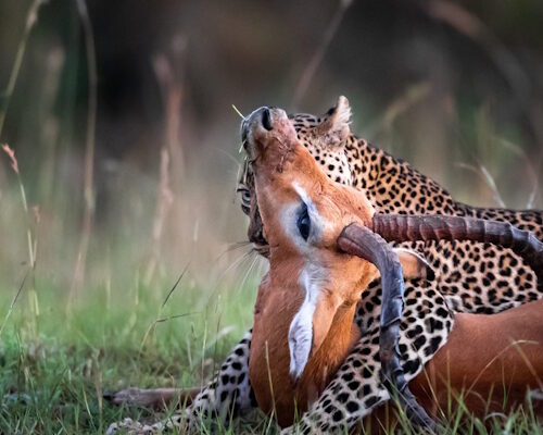 3-Day Masai Mara, Lake Naivasha Budget Safari