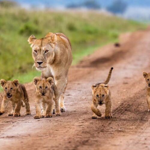 Nairobi National Park 5-hour Guided Game Drive
