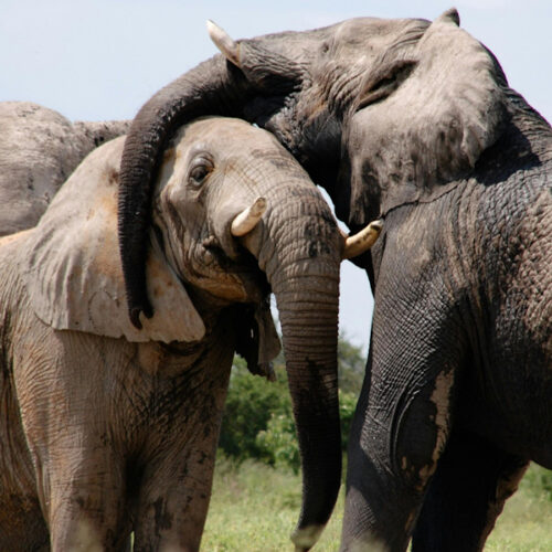 5 Days / 4 Nights Amboseli Ithumba Camp Umani Springs Safari