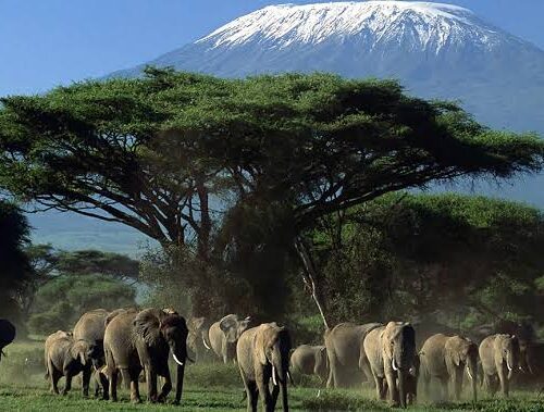 3 Days Amboseli National Park Safari