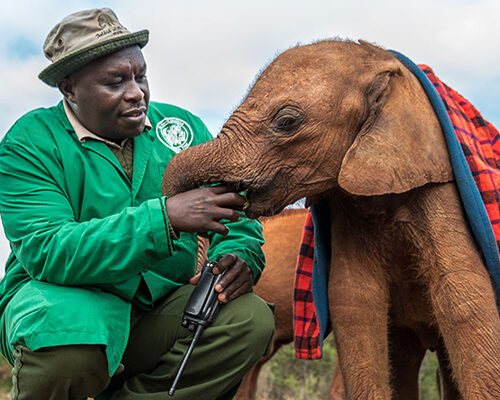 Daphne Sheldrick Elephant Orphanage