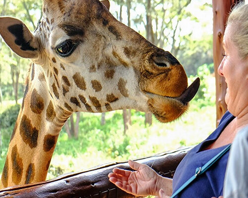 Giraffe Center Day Tour