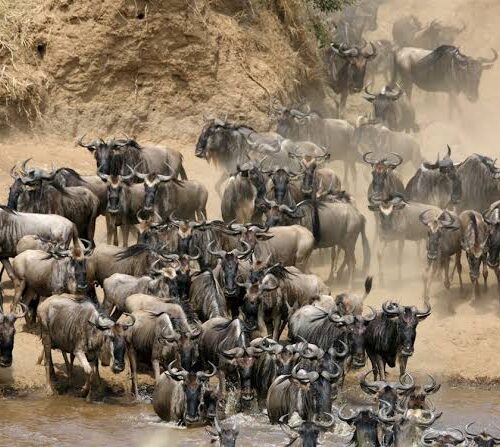 10 Days Kenya & Tanzania Amazing Wildlife Safari