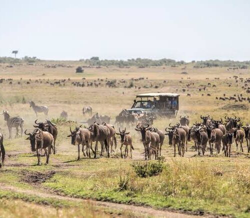4 Days 3 Nights Masai Mara Nairobi Migration Safari Package