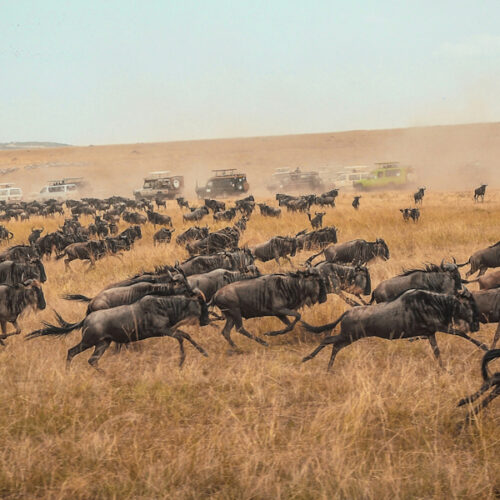 10-Day All-inclusive Tanzania Safari