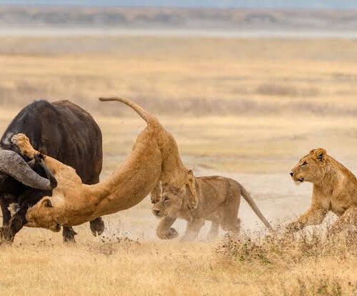 6 Days Best of Tanzania Adventure Safari