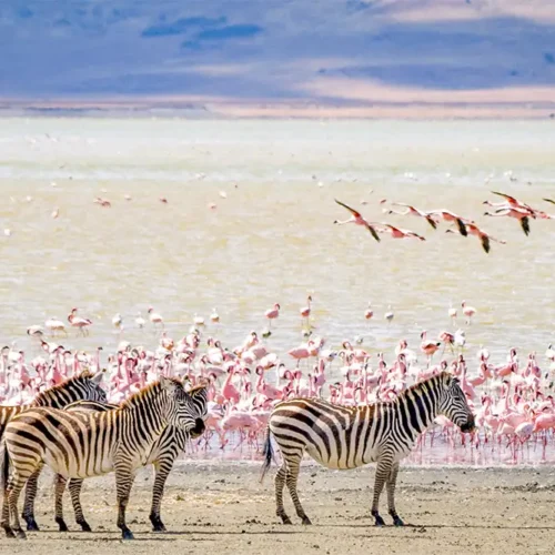 6 Days Lake Manyara – Ngorongoro Crater & Serengeti Safari