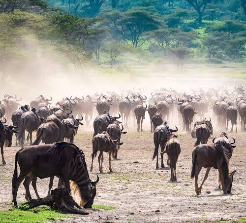 4 Days Tarangire, Ngorongoro Crater & Lake Manyara Safari