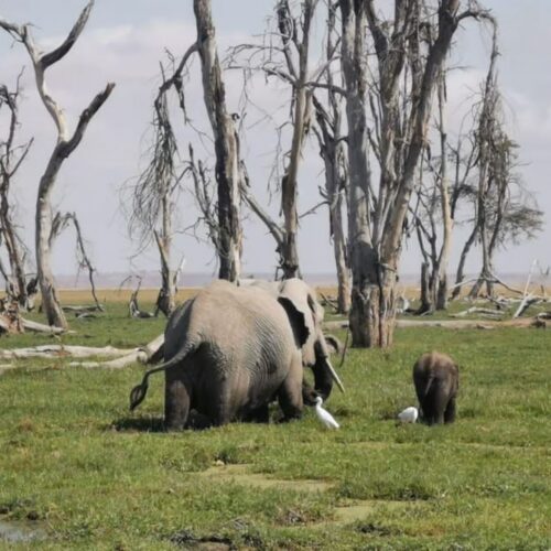 Amboseli National Park Day Trip With Maasai Village