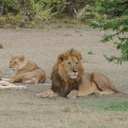 6 Days Masai Mara – Lake Nakuru – Amboseli Budget Safaris