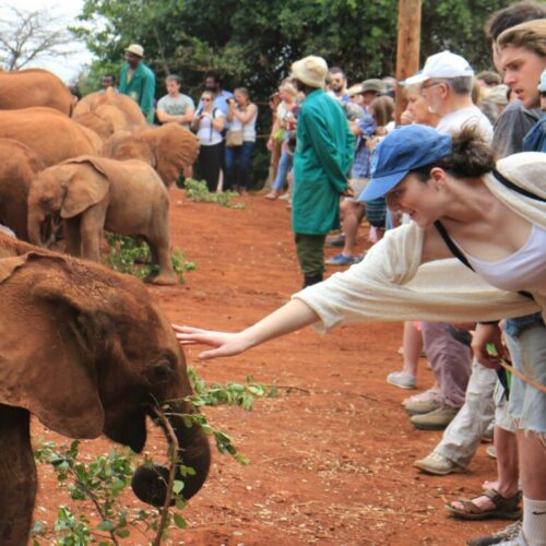 From Nairobi: Elephant Orphanage, Giraffe Centre & Bomas