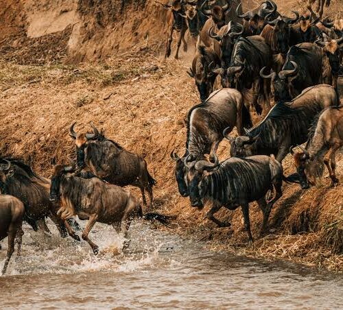 3 Days Masai Mara Safari