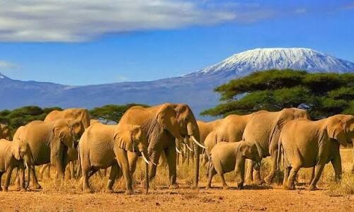 2 Days Amboseli Safari Package