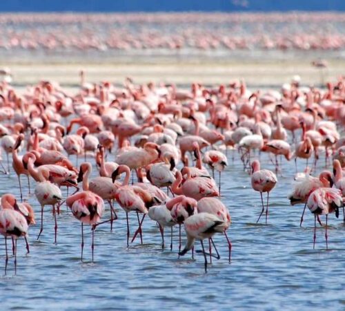 Lake Nakuru National Park Day Trip