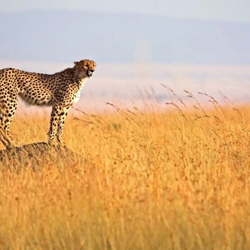 2 Days Masai Mara Safari -With Hot Air Balloon