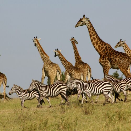 4 Days Ultimate Masai Mara Escape