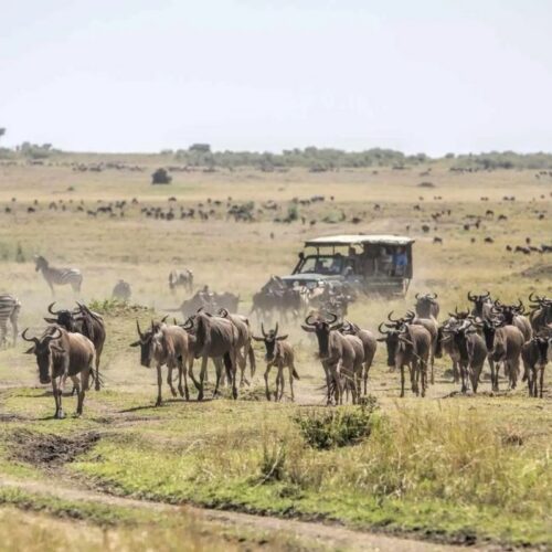 2 Days Masai Mara Safari – Private Safari