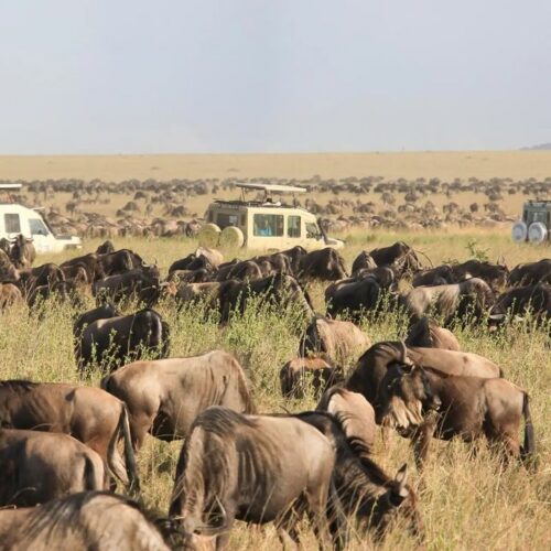 Quick Escape to the Heart of the Mara