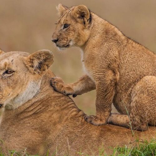 Nairobi: Nairobi National Park -Elephant Orphanage & Giraffe Center
