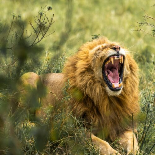 3 Days Masai Mara Fly-In Safari Adventure
