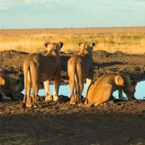 4 days Masai Mara – L.Nakuru – Amboseli Camping Safari