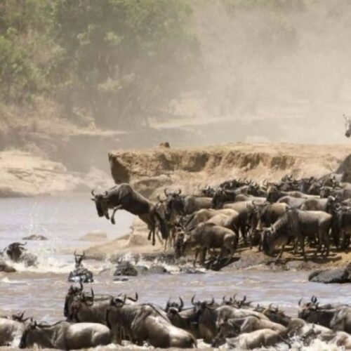 2 Days 1 Night Masai Mara Safari Package