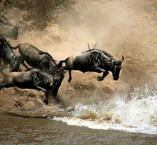 3 Days 2 Nights Maasai Mara Group Safari