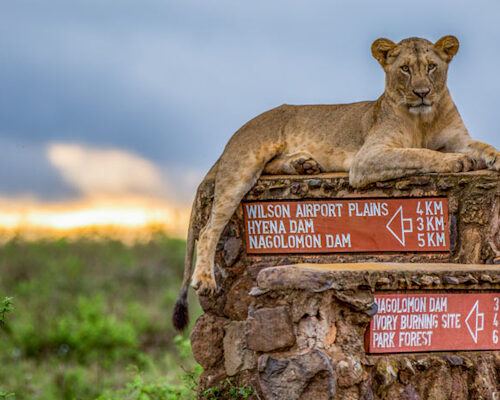 Nairobi National Park Safari, Baby Elephants & Giraffes