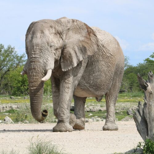 6 Days: Icons of Kenya Amboseli Elephants & Maasai Mara Plains