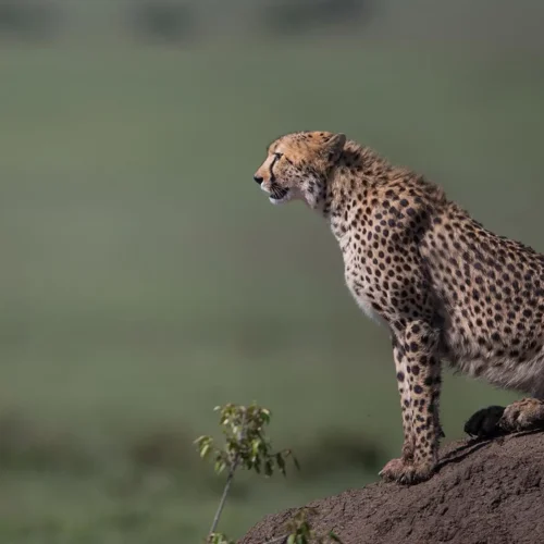 3 Days Tour to Samburu National Reserve