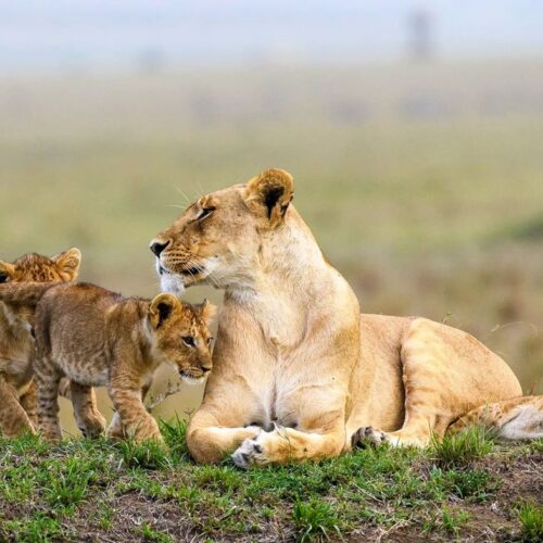 7 Days Best of Tanzania – Kenya Safari