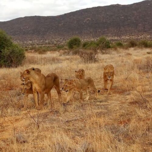 From Mombasa/Diani: Tsavo East National Park Day Trip